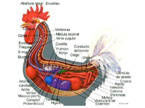 pene de un gallo|Aparato reproductor del gallo